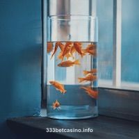 Avatar do jogador Pedro